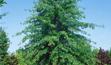 Zum Vergrößern klicken Bildvorschau