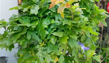 Zum Vergrößern klicken Bildvorschau