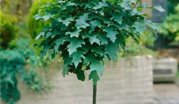 Zum Vergrößern klicken Bildvorschau