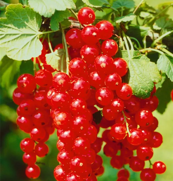 Rote Johannisbeere