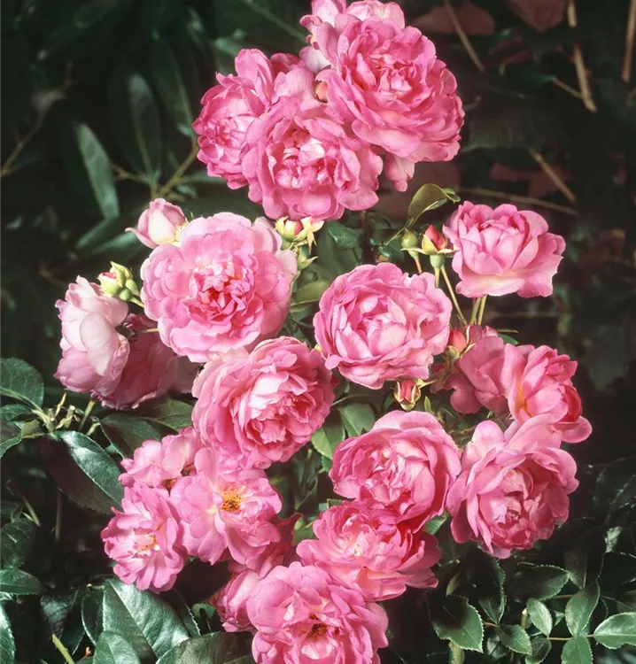 Kletterrose 'Jasmina'®