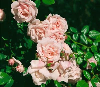 Kletterrose 'New Dawn'