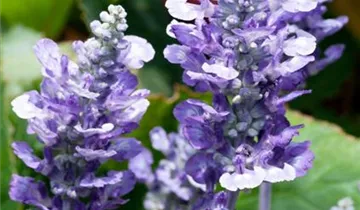 Zum Vergrößern klicken Bildvorschau