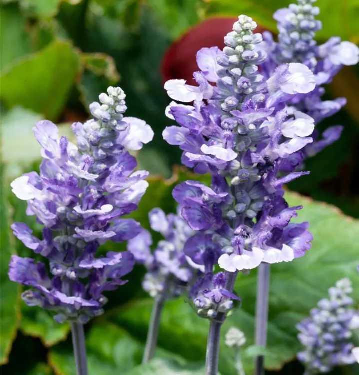 Mehliger Salbei Mehliger Salbei