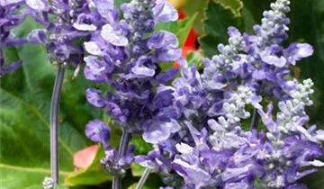 Zum Vergrößern klicken Bildvorschau