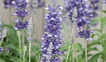 Zum Vergrößern klicken Bildvorschau