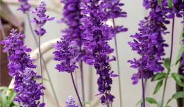 Zum Vergrößern klicken Bildvorschau