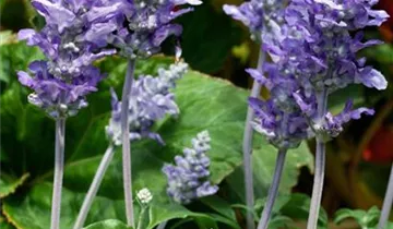 Zum Vergrößern klicken Bildvorschau