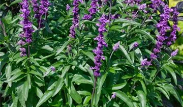 Zum Vergrößern klicken Bildvorschau