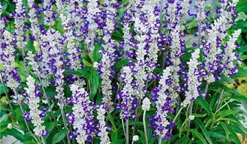 Zum Vergrößern klicken Bildvorschau