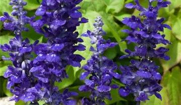 Zum Vergrößern klicken Bildvorschau