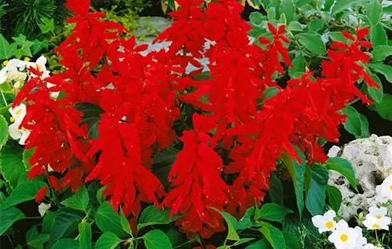 Feuersalbei Feuersalbei