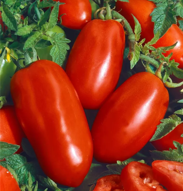 Tomate 'San Marzano'