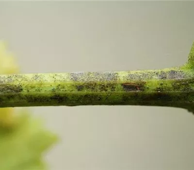 Echter Mehltau an Wein