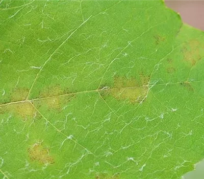 Falscher Mehltau an Wein