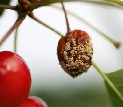 Fruchtfäulen an Kirschen