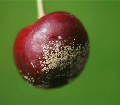 Fruchtfäulen an Sauerkirschen