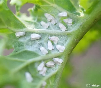Kohlmottenschildlaus