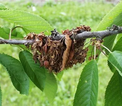 Monilia-Spitzendürre an Kirschen