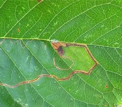 Schlangenminiermotte an Kirschen
