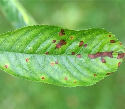Schrotschusskrankheit bei Kirschen
