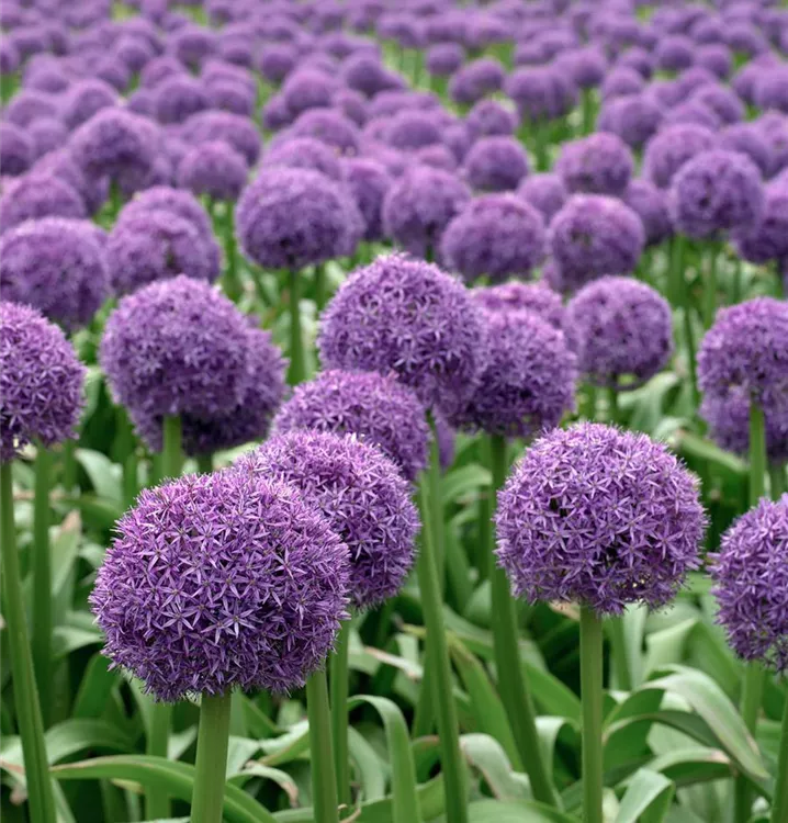 Garten-Zierlauch 'Globemaster'