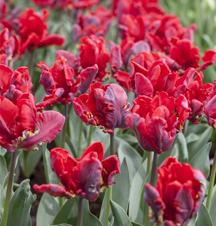 Papageien Tulpe 'Roccoco'