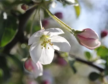 Ein guter Start ins Gartenjahr mit dem Obstbaumschnitt im Frühling