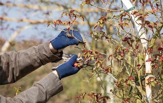 Der Rosenschnitt – Schönheitskur im Frühling