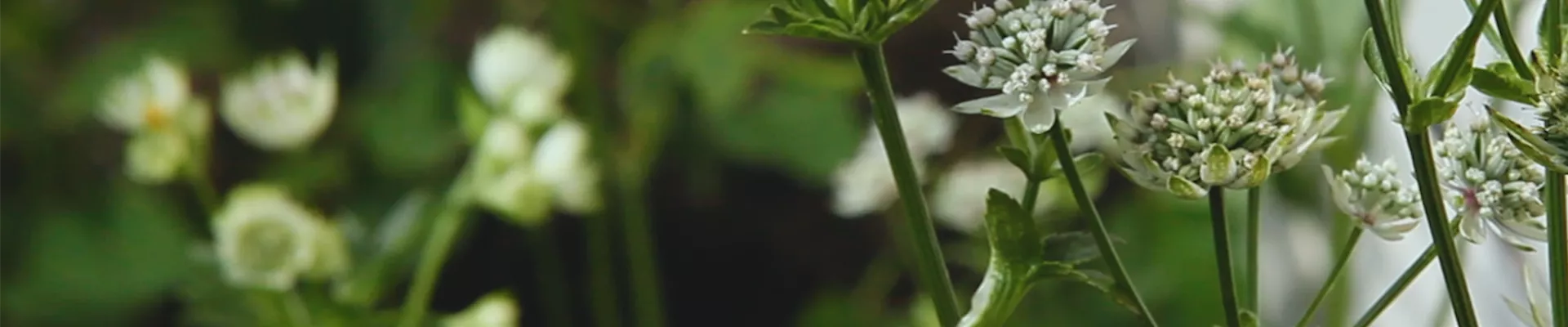 Sterndolde - Einpflanzen im Garten (Thumbnail).jpg