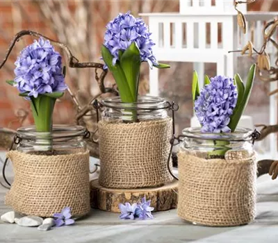 Blumenzwiebeln im Haus – Frühling im Wohnzimmer