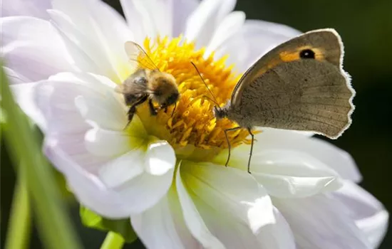 Frühblüher – das Frühlingsbuffet für Biene und Co.