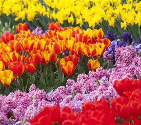 Bunter Frühling mit Blumenzwiebel und Co. – eine Übersicht