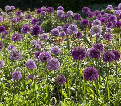 Sommerurlaub für Blumenzwiebeln und Knollen