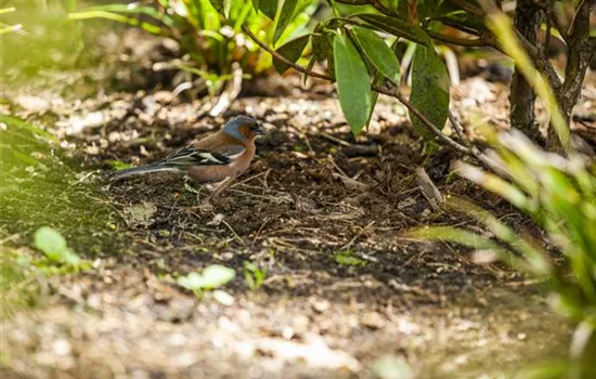 Der Garten – Heimat für Vögel und Co.