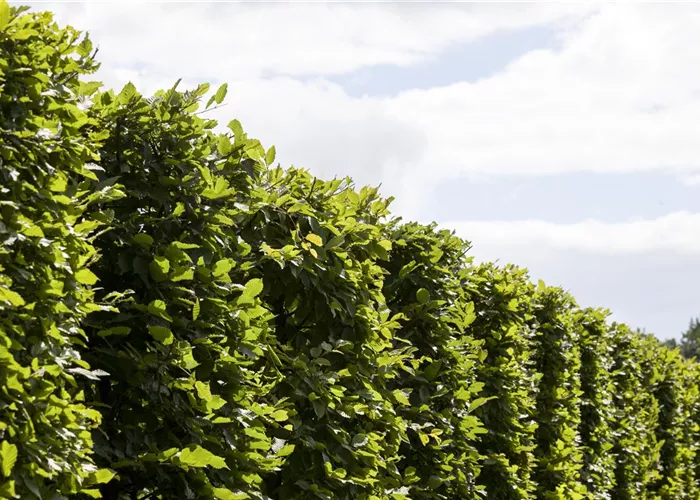 Die Hainbuche: Hecke und Vogelparadies Die Hainbuche: Hecke und Vogelparadies
