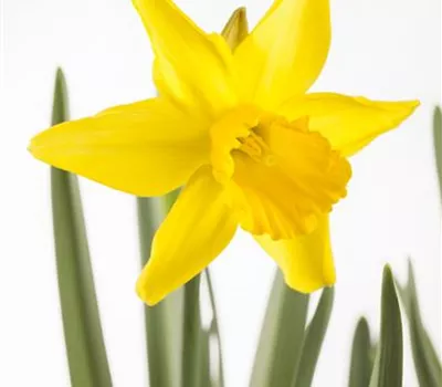 Osterglocken allein in die Vase... Osterglocken allein in die Vase...