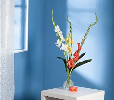 Gladiolen für die Vase Gladiolen für die Vase