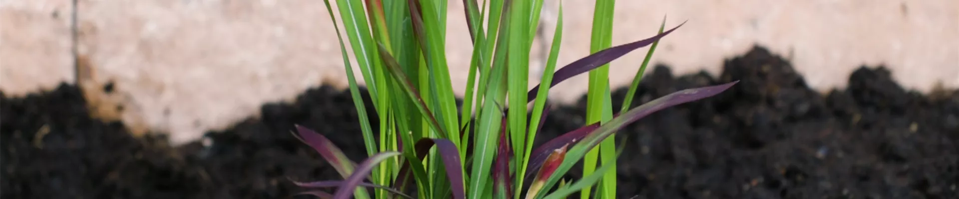 Japanisches Blutgras - Einpflanzen im Garten (thumbnail).jpg