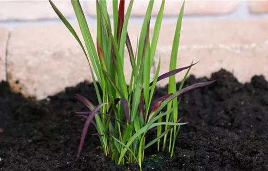 Japanisches Blutgras - Einpflanzen im Garten