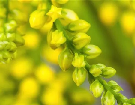Goldtröpfchen - Einpflanzen im Garten