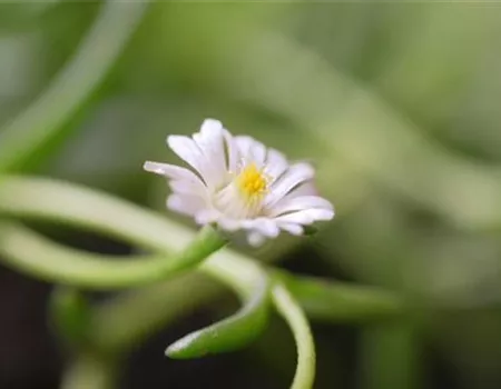 Kriechende Mittgsblume - Einpflanzen im Garten