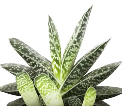 Aloe