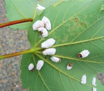 Wollige Schildläuse an Stechpalmen