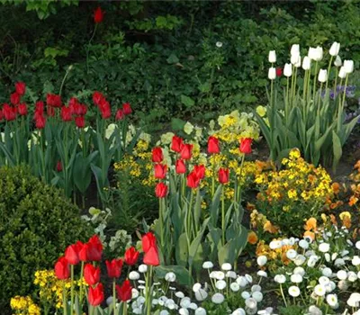 Blumenzwiebeln kaufen und Garten und Co. bunt gestalten