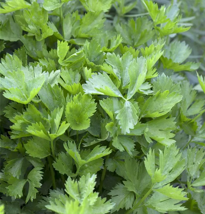 Echter Sellerie Echter Sellerie