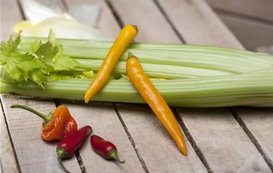 Bleich-Sellerie Bleich-Sellerie