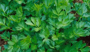 Zum Vergrößern klicken Bildvorschau