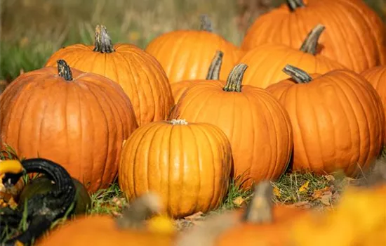 Der Herbst ist die beste Zeit für leckere und hübsche Kürbisse