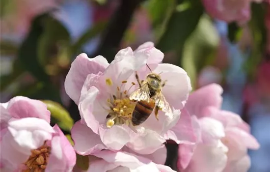 Erfolgreich bienenfreundliche Bäume und Sträucher anpflanzen